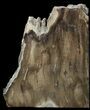 Petrified Wood Bookends - Oregon #45371-1